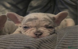 French Bulldog dogs for sale: 🐾 Stunning Pups Only 2 left  🐾 - Image 13