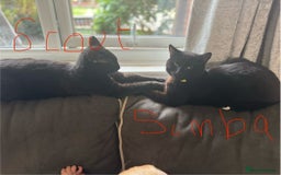 British Longhair cats for sale: 2 Male Cats - Image 1