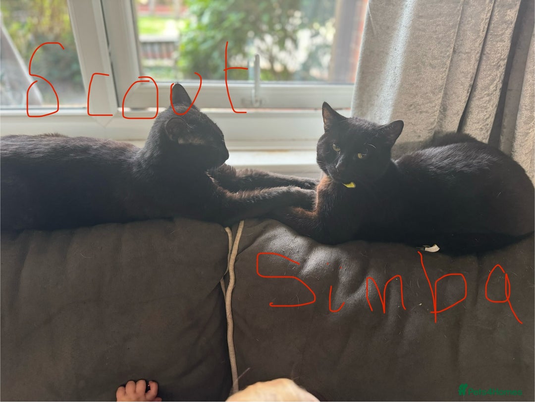 British Longhair cats for sale: 2 Male Cats - Image 1