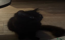 Siberian cats for sale: Elegant Black Fluffy Cat – Sweet, Calm, and Loving - Image 4