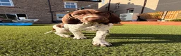 German Shorthaired Pointer dogs for sale: Ready to Leave 1 Male Left Otti 🐾🩵 - Advert 4
