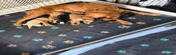 Cockalier dogs for sale: Gorgeous Cockalier Puppies 🐾 - Advert 8