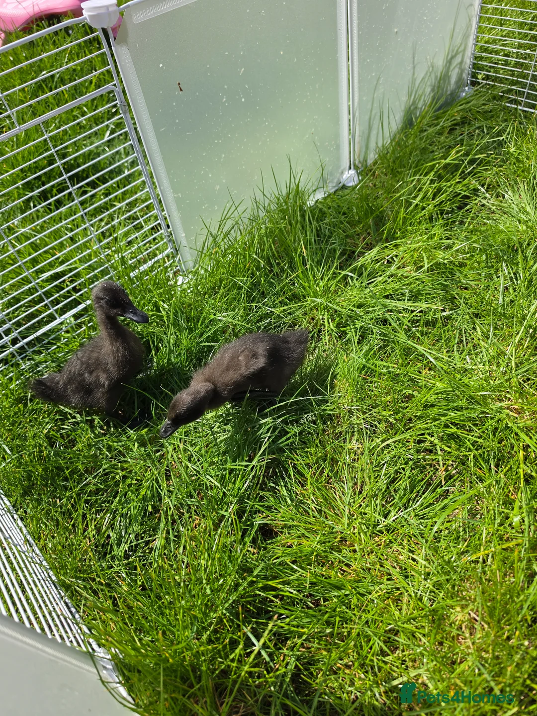 Ducks poultry for sale: Black east indie call ducklings in Hailsham - Advert 2