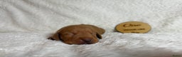 Hungarian Vizsla dogs for sale: KC registered Hungarian Viszla puppies - Advert 21