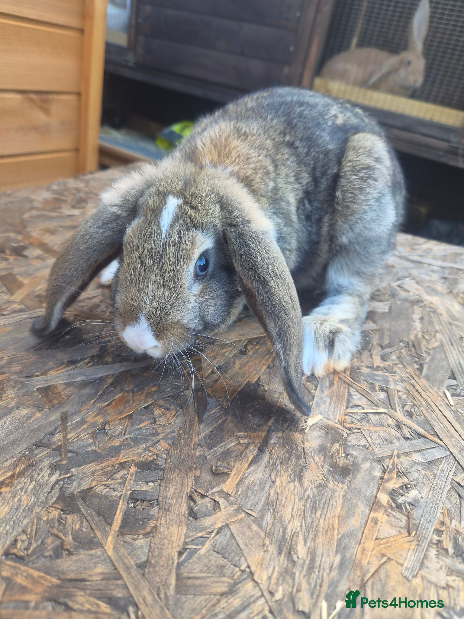 Rex rabbits Rabbits For Sale - Advert 14