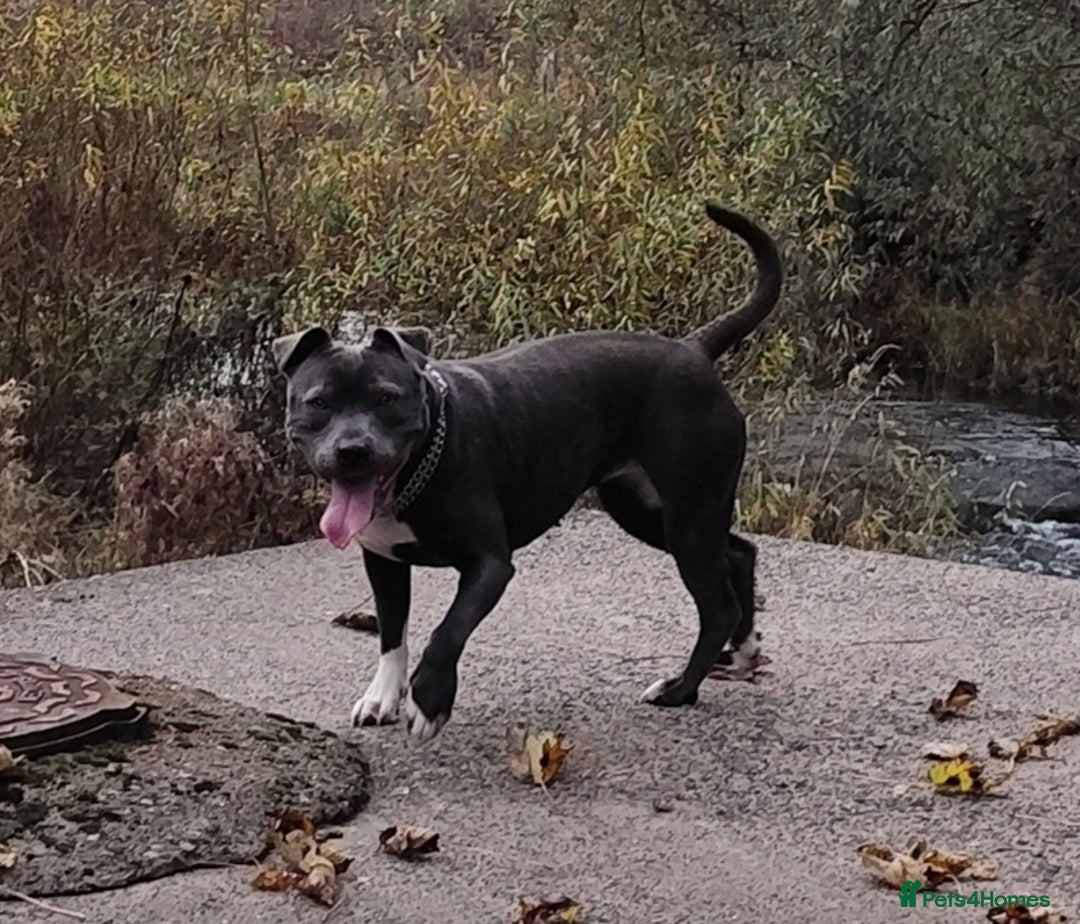 Staffordshire Bull Terrier dogs for sale: Staffordshire bull terrier puppies  - Advert 24