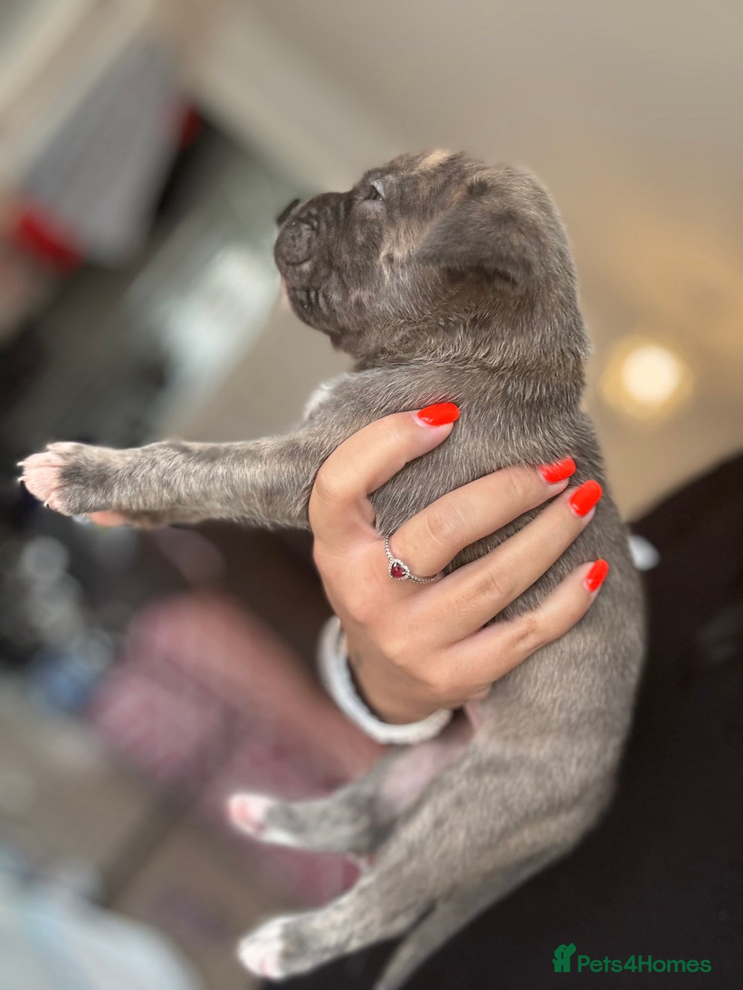Mixed Breed dogs for sale: Rare breeding American x Bulldog x Cane Corso Pups - Image 17