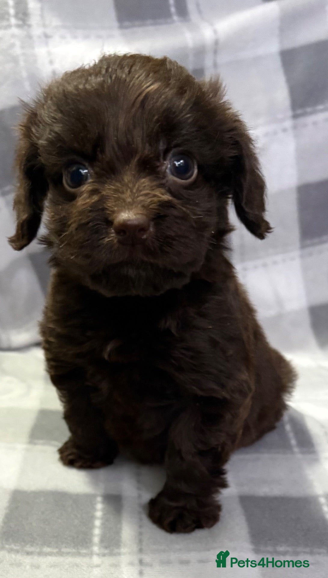 Cockapoo dogs F1 CHOCOLATE/ CHOCOLATE MERLE COCKAPOOS  - Advert 3