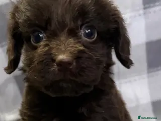 Cockapoo dogs F1 CHOCOLATE/ CHOCOLATE MERLE COCKAPOOS - Advert 3