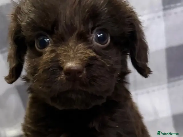 Cockapoo dogs for sale: F1 CHOCOLATE/ CHOCOLATE MERLE COCKAPOOS - Advert 1
