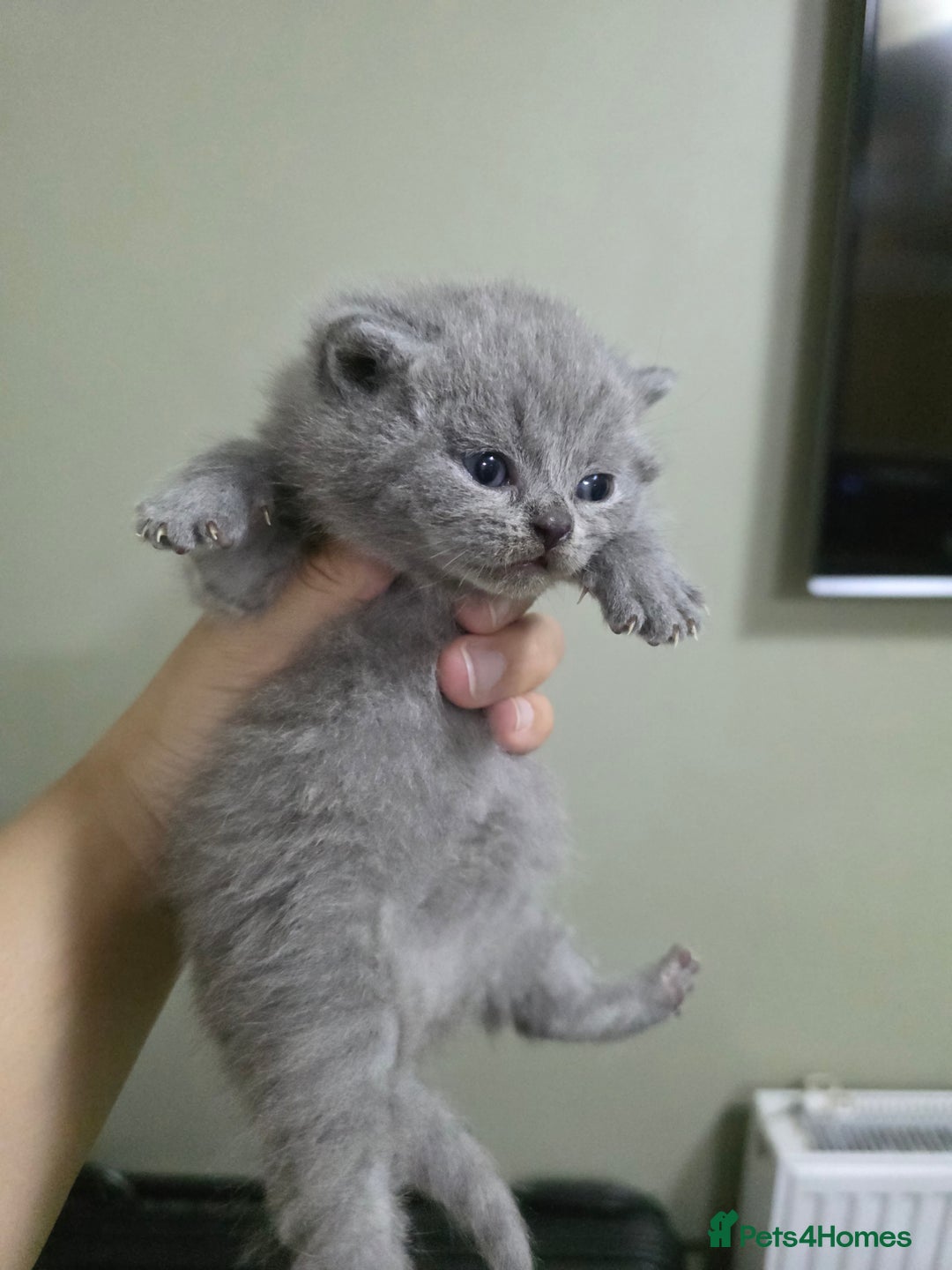 British Shorthair cats for sale: Beautiful British shorthair kittens - Image 27