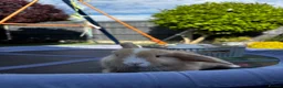 Mini Lop rabbits for sale: Pure breed Mini Lop bunnies  - Advert 7
