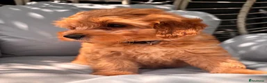 Cavapoo 3