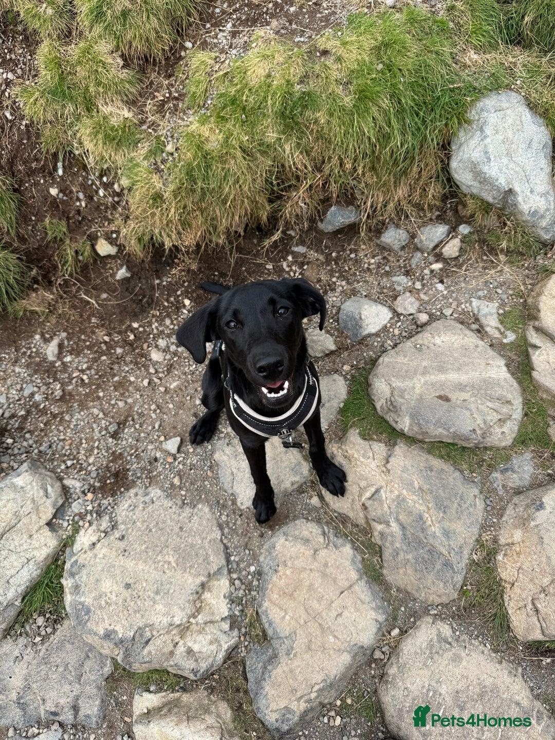 Labrador Retriever dogs for sale: Black Lab for sale  - Advert 3