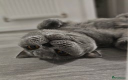 British Shorthair cats for sale: Looking for new Home ❤️ - Image 4