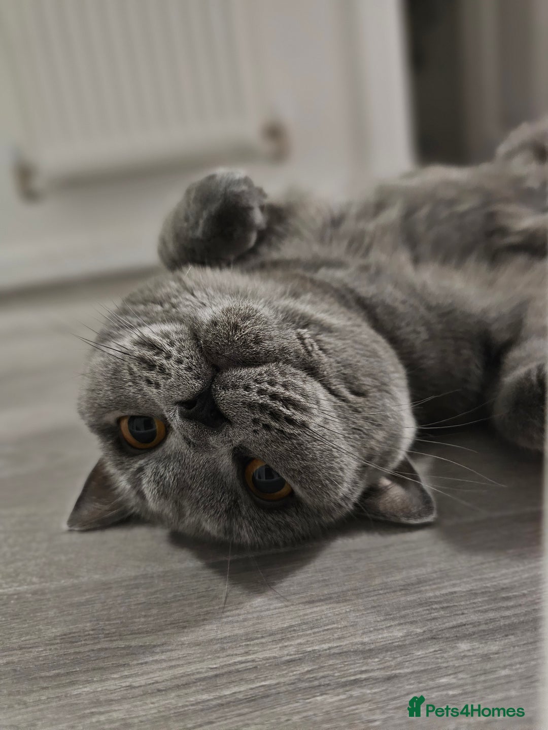 British Shorthair cats for sale: Looking for new Home ❤️ - Image 4
