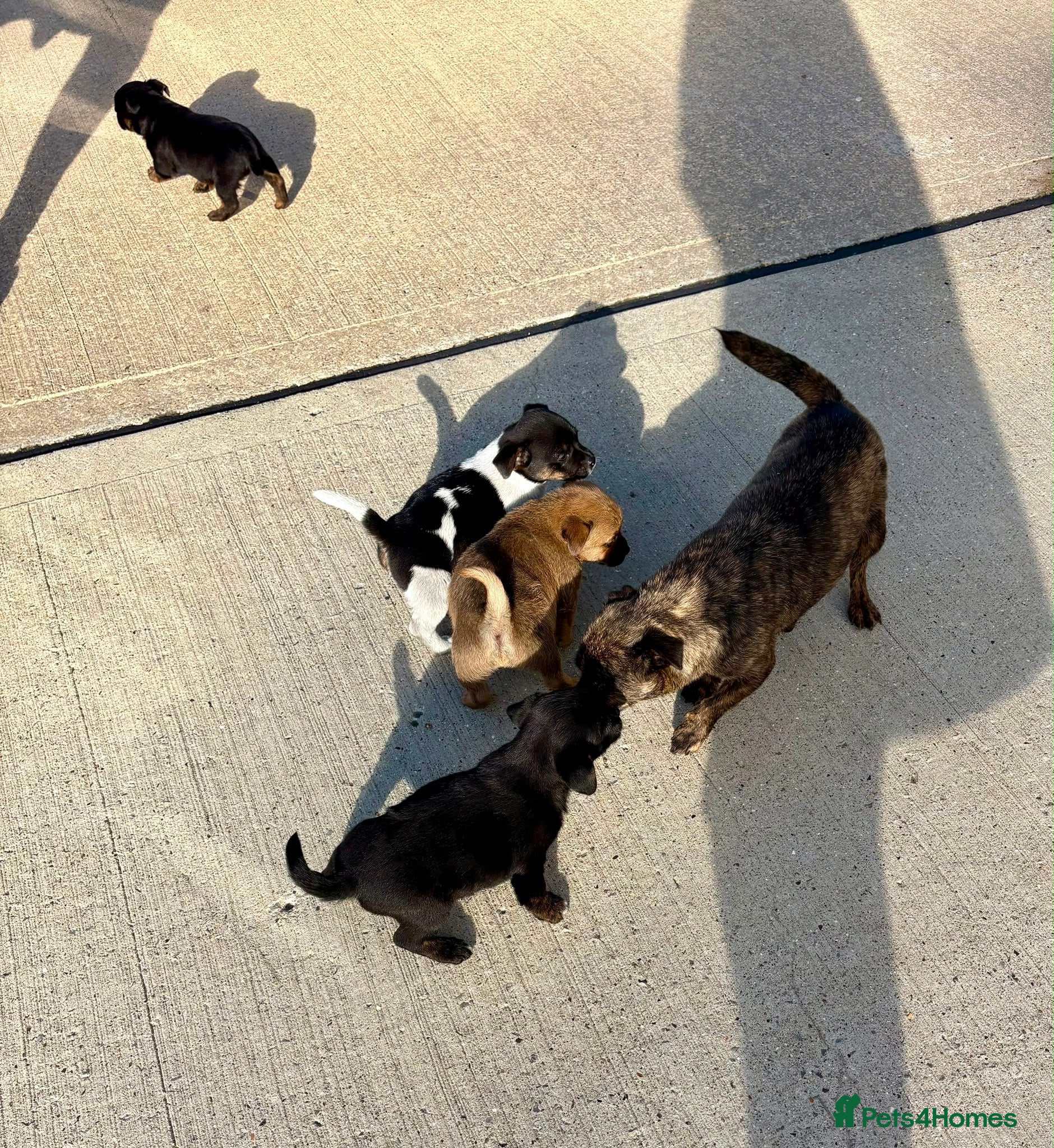 Jug dogs Jug puppies  - Advert 2