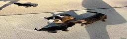 Jug dogs for sale: Jug puppies  in Corby - Advert 1