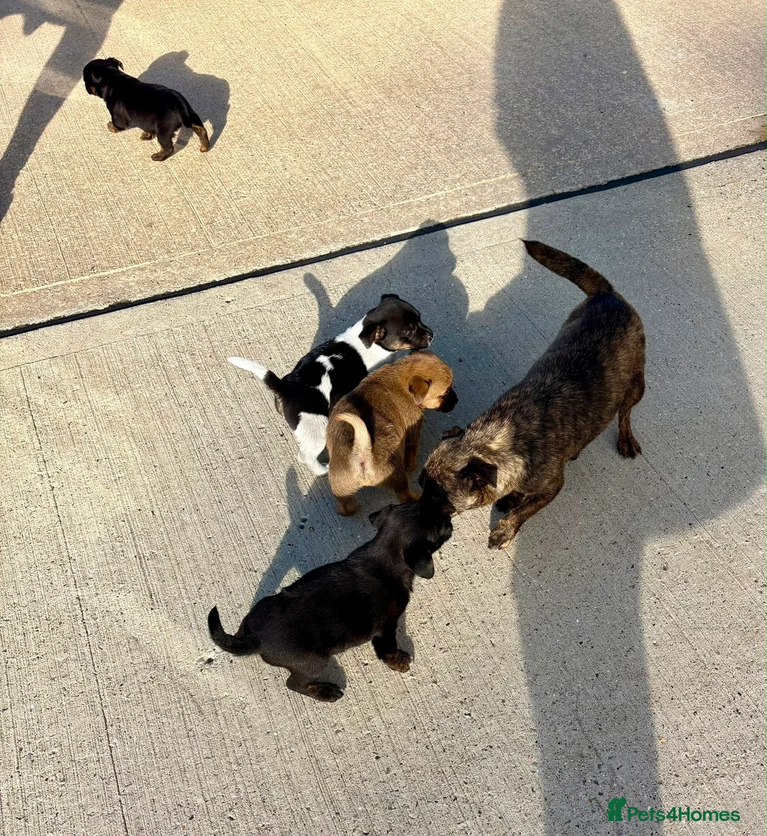 Jug dogs for sale: Jug puppies  in Corby - Advert 1