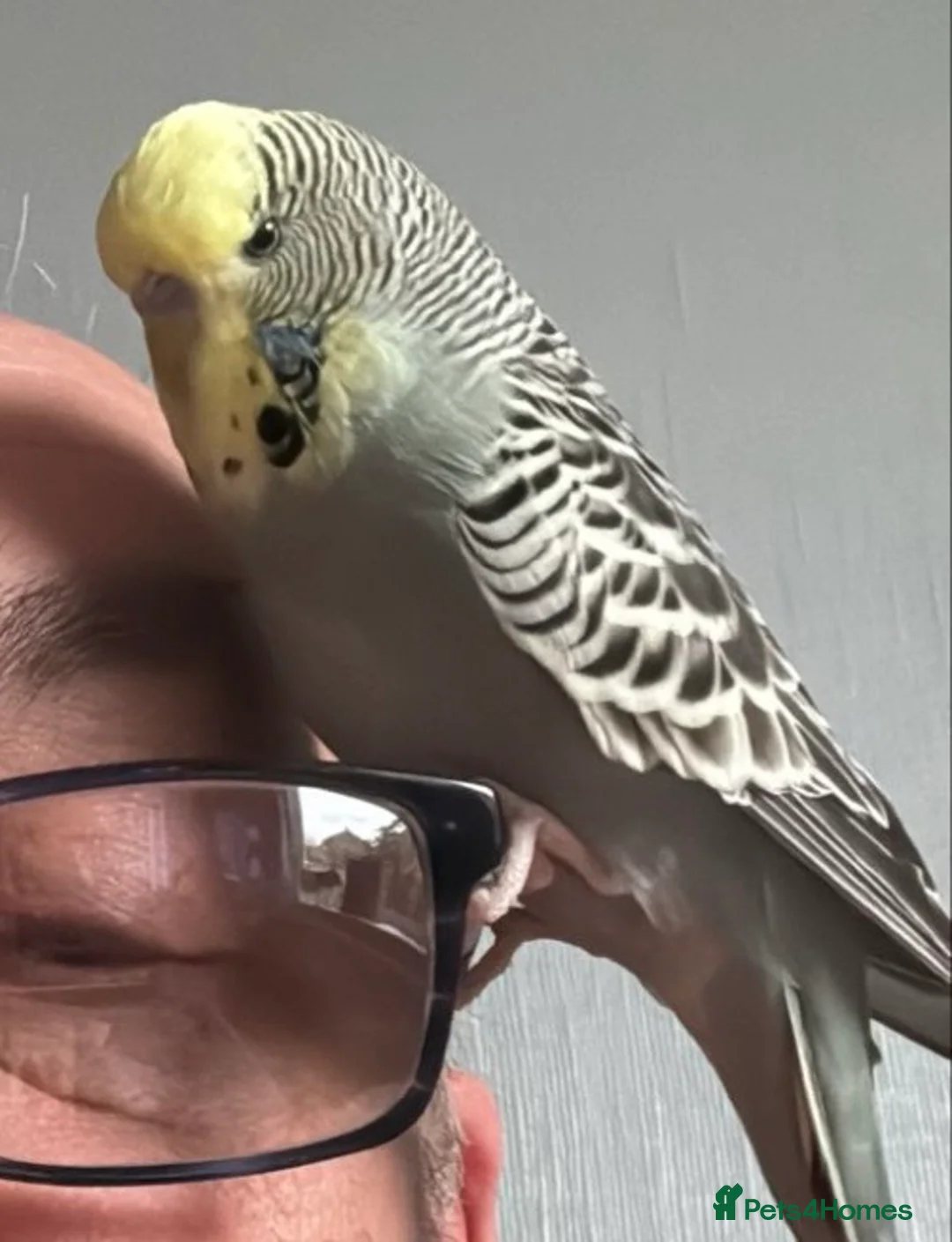 Budgerigars birds for sale: Adorable, tame budgie - Advert 2
