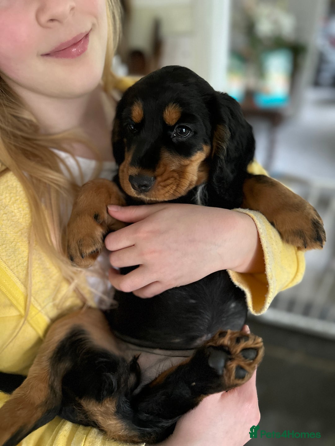 Cocker Spaniel dogs for sale: Upcoming Litter: KC Working Cocker Puppies - Image 19
