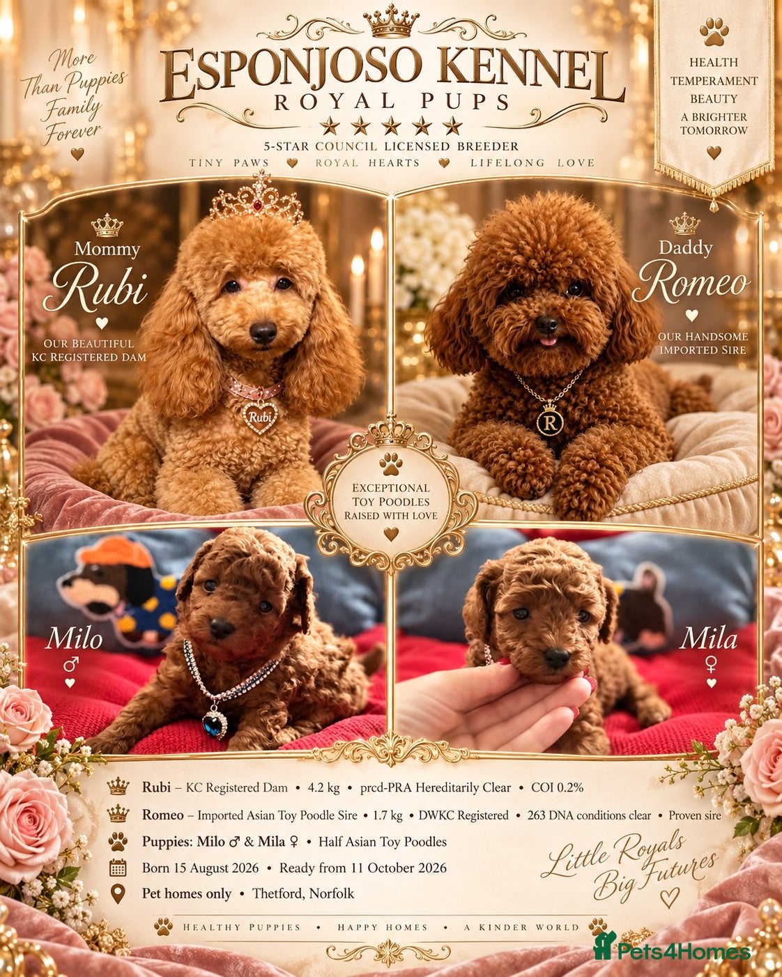 Toy Poodle dogs 5⭐️licensed ESPONJOSO tiny Half Asian Toy Poodle👑 - Advert 12