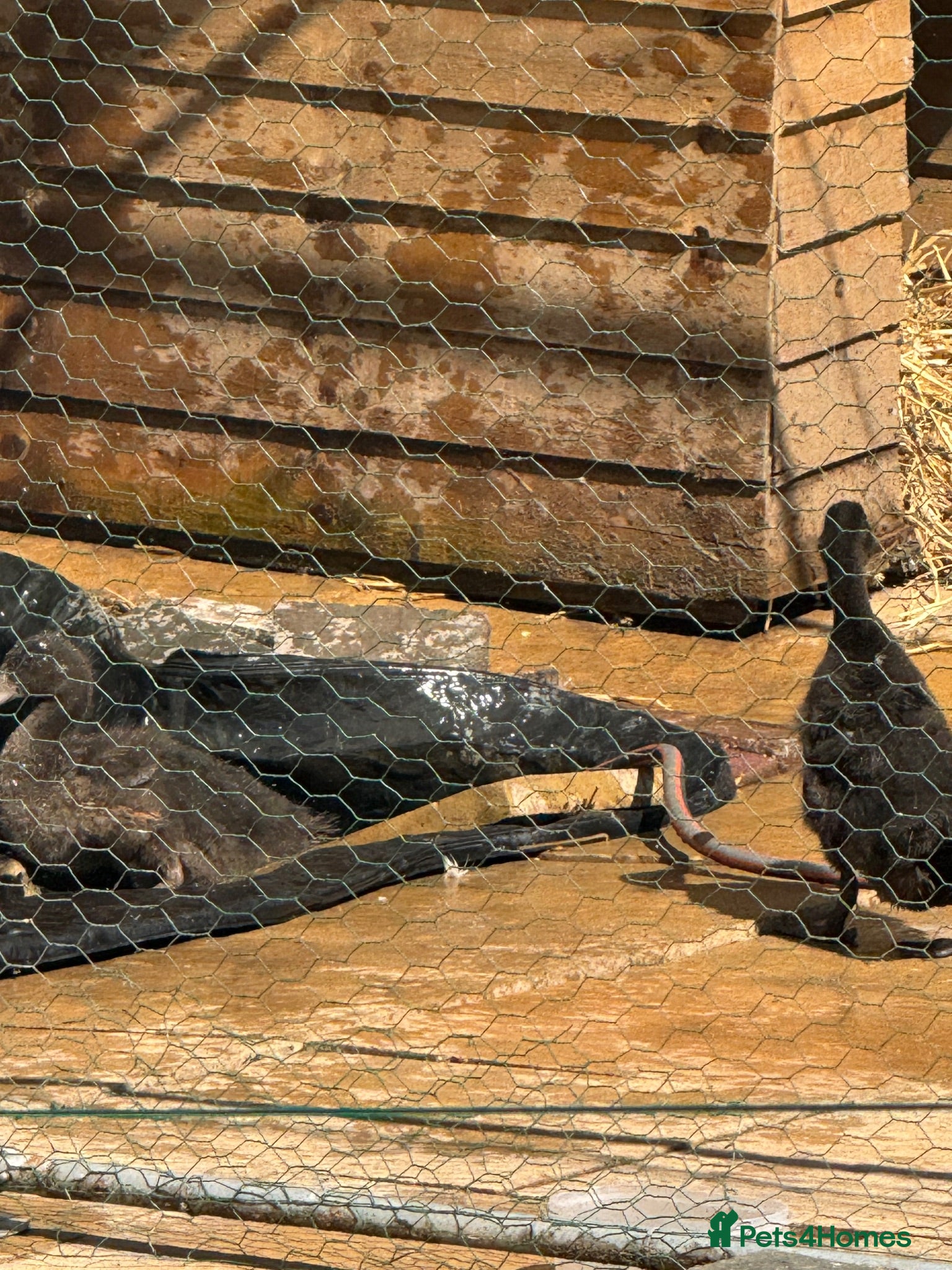 Mixed Breed livestock Mix bread ducks  - Advert 15