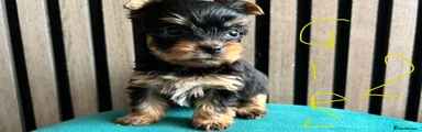 Yorkshire Terrier Puppy 2