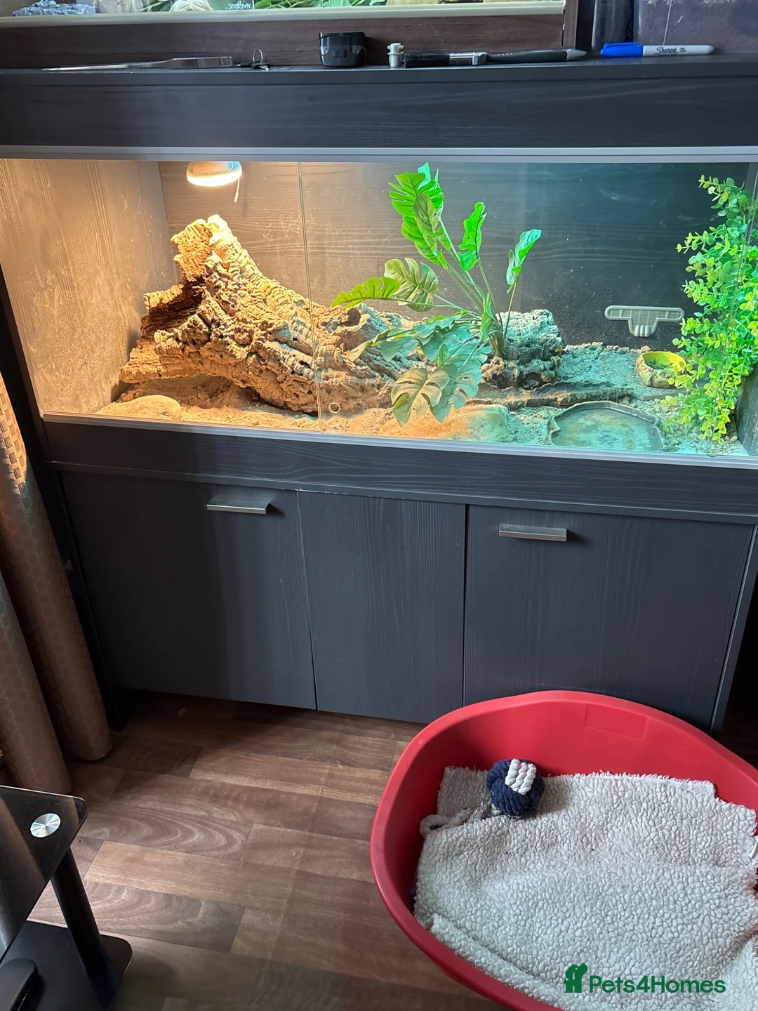 Bearded Dragon reptiles for sale: Bearded dragon  in York - Advert 1