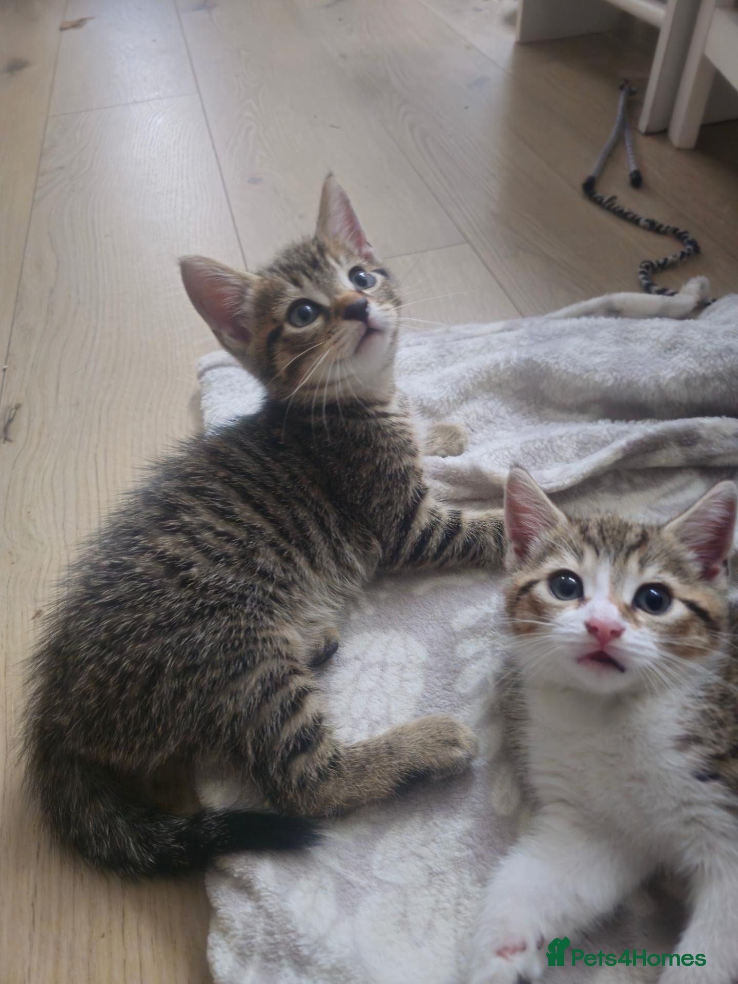 Bombay cats Female tabby kittens - Advert 3
