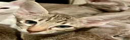 Oriental cats for sale: Exceptional show quality Orientals and Siamese  - Advert 11