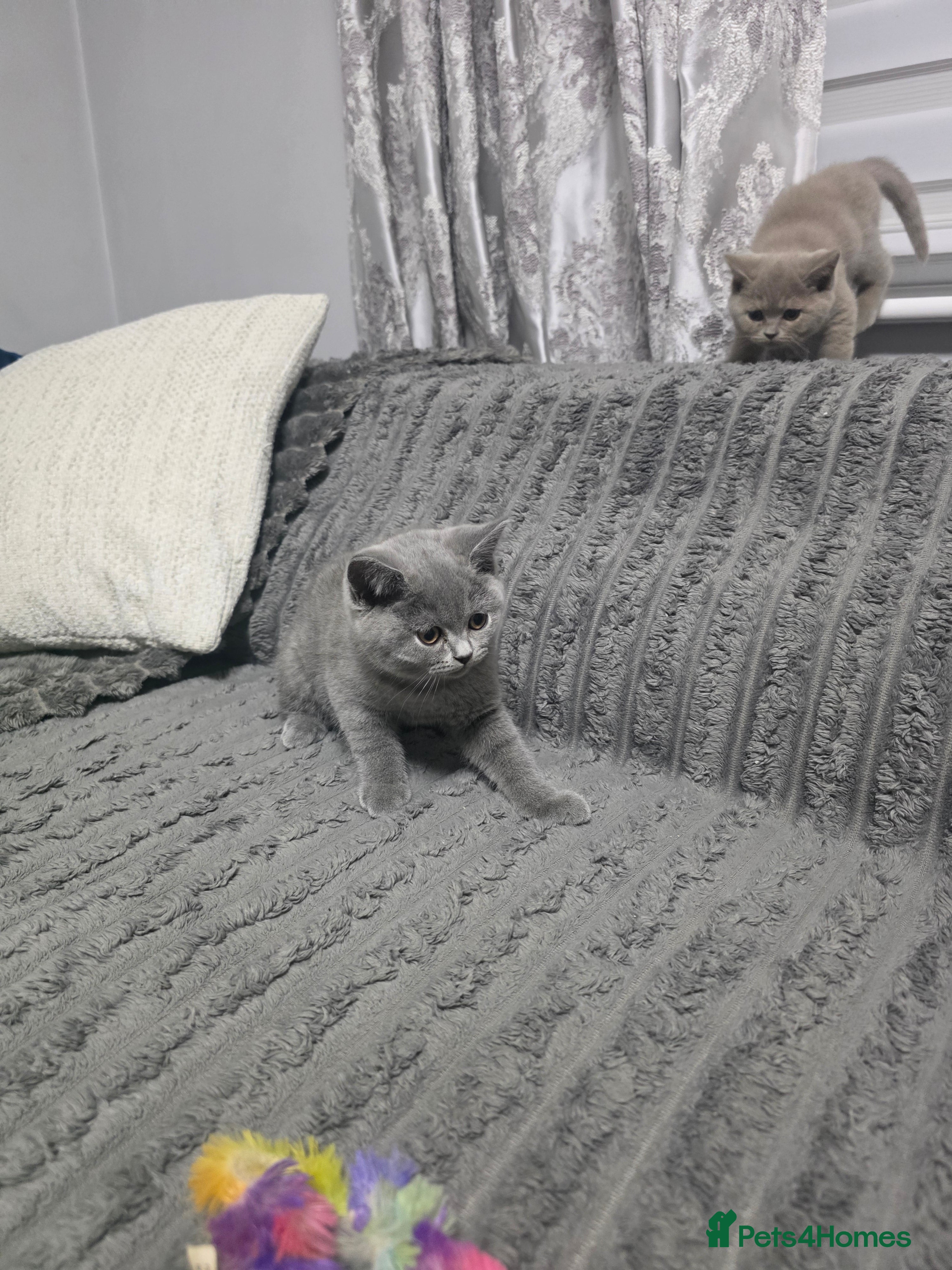 British Shorthair cats BEAUTIFUL BRITISH SHORTHAIR KITTENS  - Advert 2
