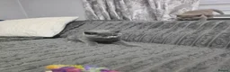 British Shorthair cats for sale: BEAUTIFUL BRITISH SHORTHAIR KITTENS  - Advert 2