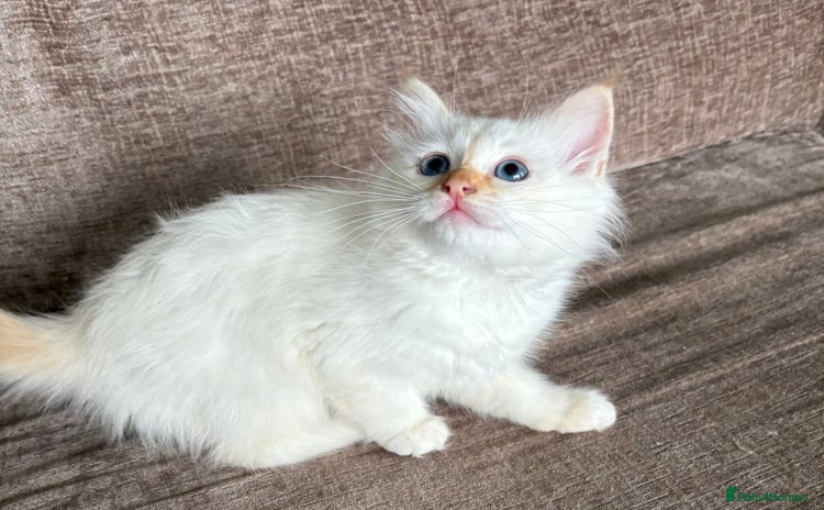 Birman cats in Keith - Advert 1