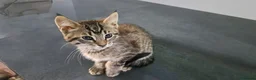 Maine Coon cats for sale: Beautiful Maine Coon Kittens — Ready Now - Advert 7