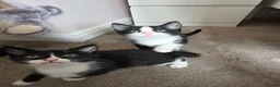 Mixed Breed cats for sale: Gorgeous male kitten looking for his forever home in Leeds - Advert 8