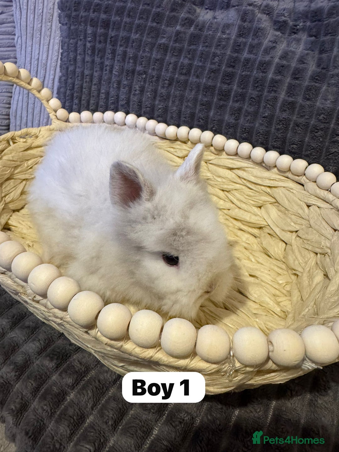 Lionhead rabbits for sale: ✨ Lionhead Bunnies  ✨ - Advert 7