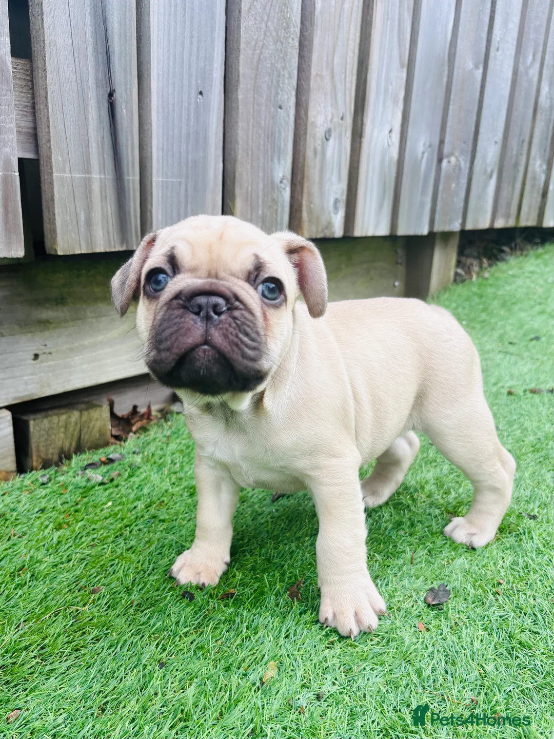 French Bulldog dogs for sale: French Bulldog Puppies - Fawn/Cream - Advert 19