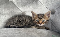 Mixed Breed cats for sale: 6 weeks old kittens - Image 3