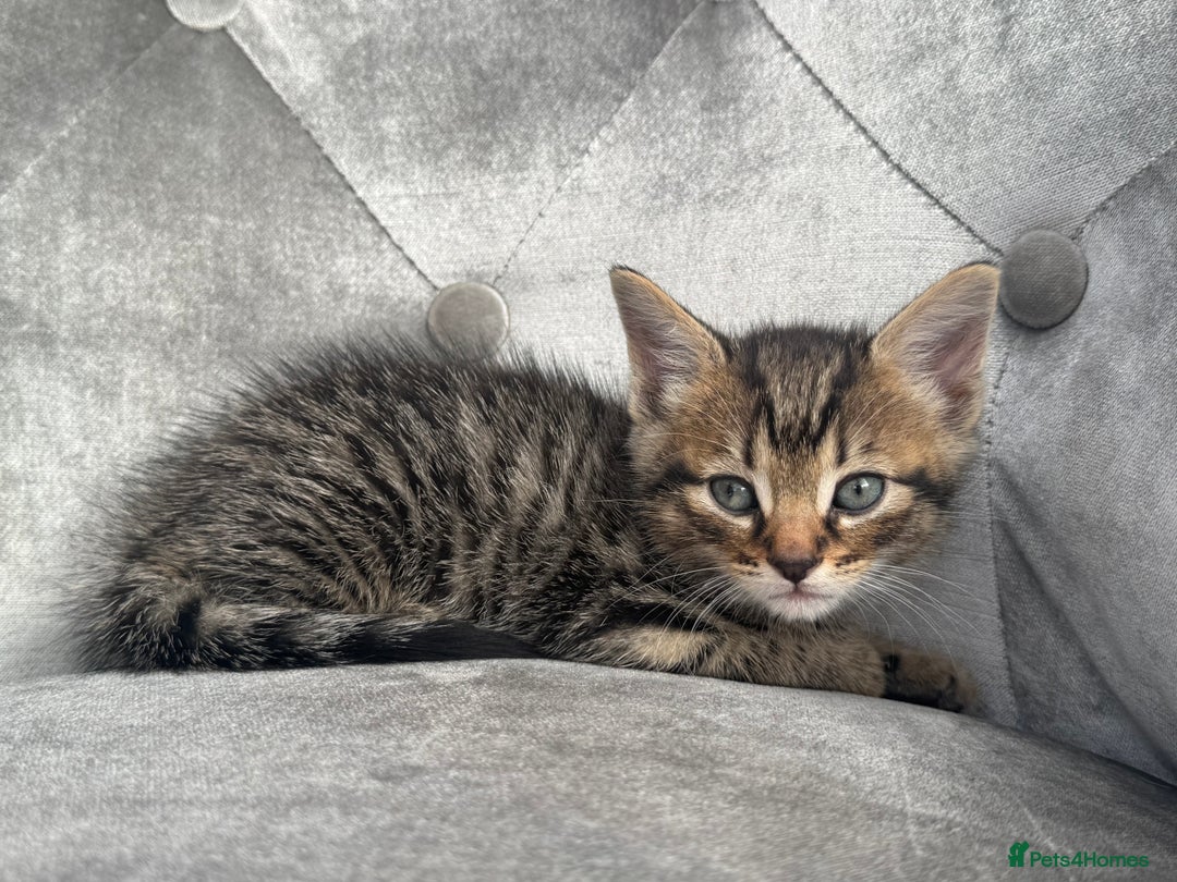 Mixed Breed cats for sale: 6 weeks old kittens - Image 3