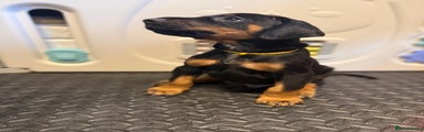 Dobermann Puppy 1