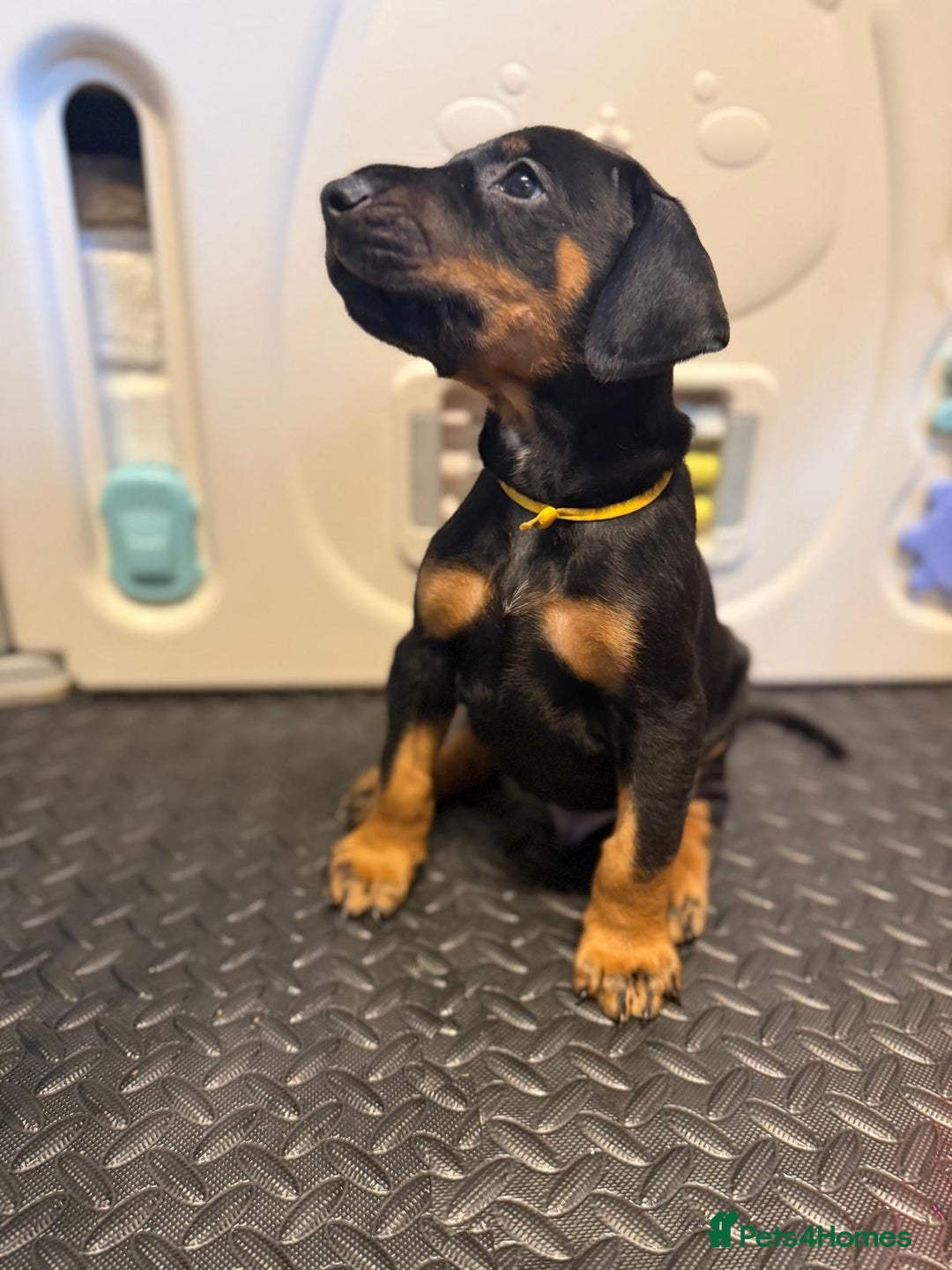 Dobermann dogs for sale: Litter of 9 beautiful Doberman puppies - Advert 6