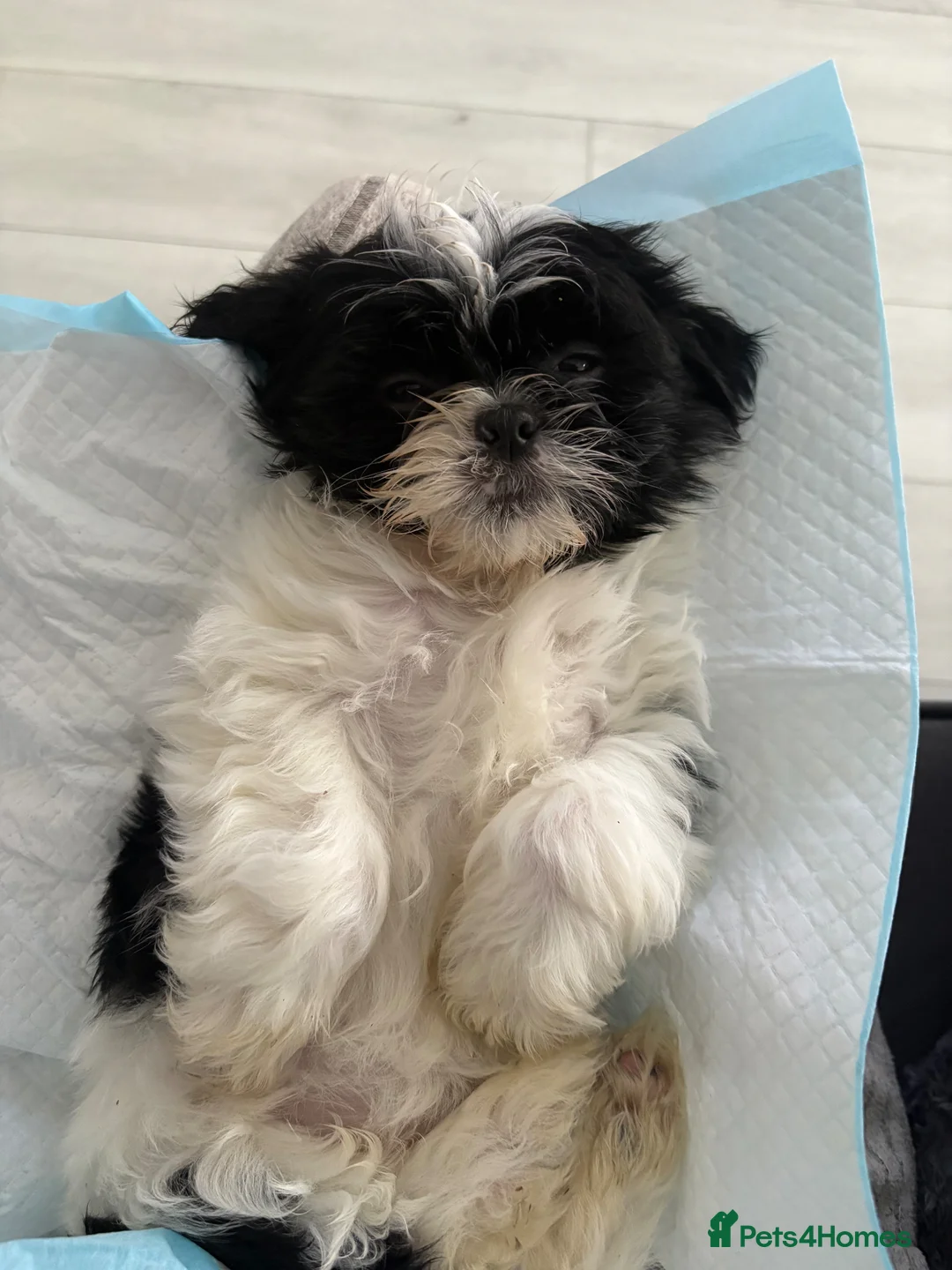 Shih Tzu dogs for sale: Shih tzu puppies  in Manchester - Advert 2