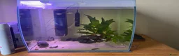 Pufferfish fish for sale: Freshwater 2’’ Fahaka puffer with 60liter tank  in Hayle - Advert 4