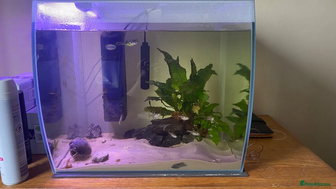 Pufferfish fish for sale: Freshwater 2’’ Fahaka puffer with 60liter tank  in Hayle - Advert 4