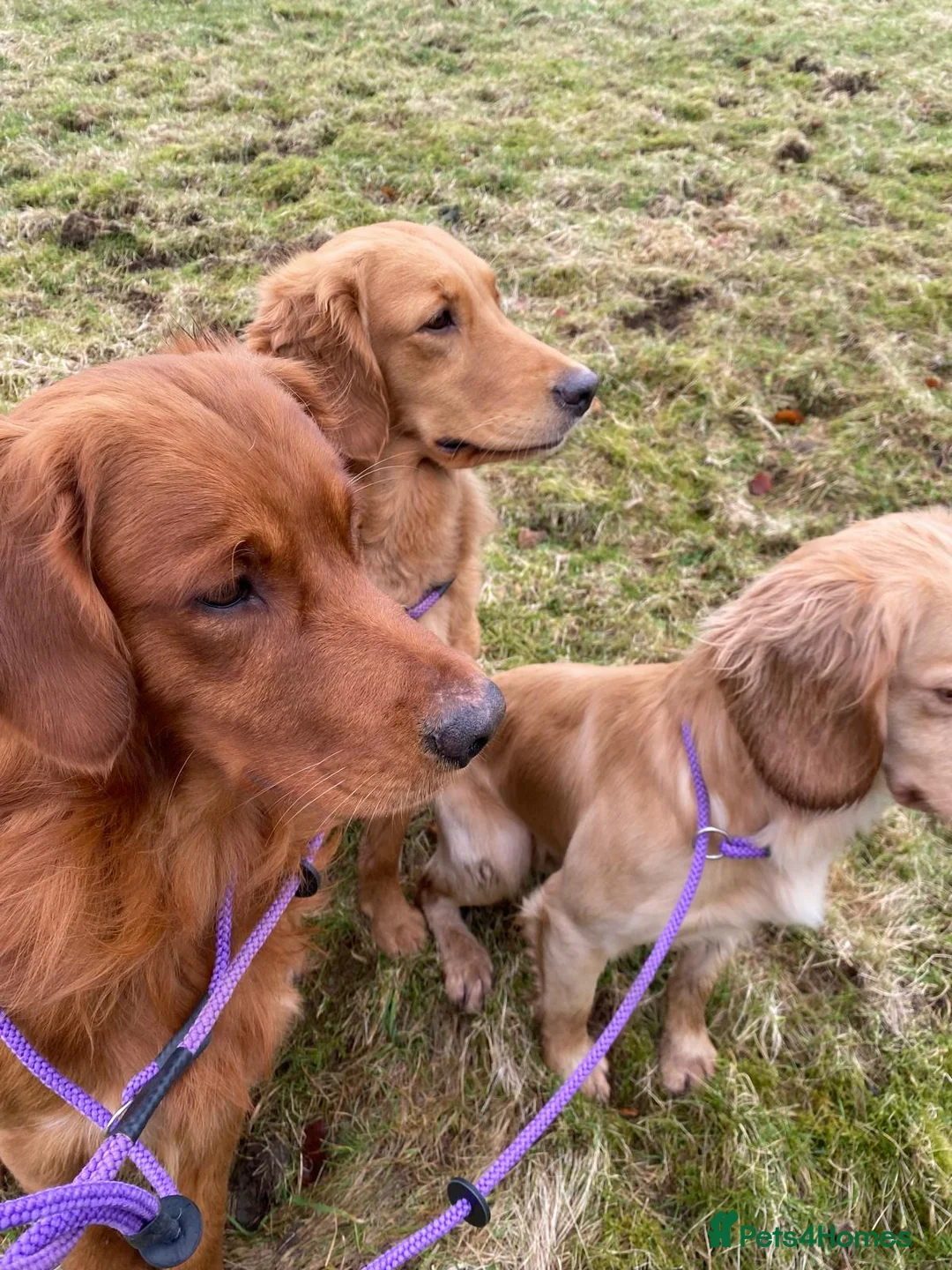 Golden Retriever dogs for stud: STUNNING RED STUD DOG, FULLY HEALTH TESTED in Bristol - Advert 15