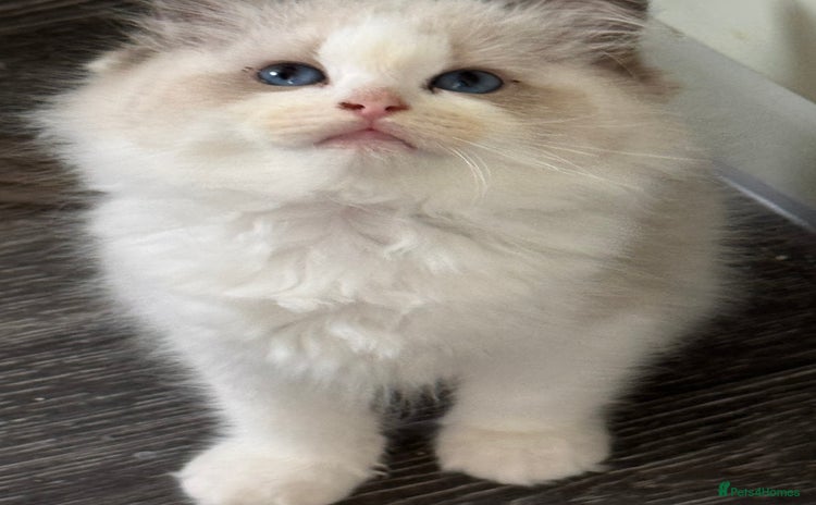 Ragdoll cats - Advert 14