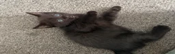 Mixed Breed cats for sale: Mixed ragdoll kittens for sale  in Coventry - Advert 7