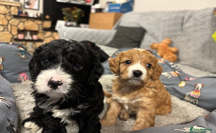 Cavapoo dogs - Advert 1