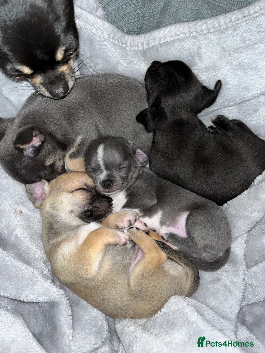 Chihuahua dogs for sale: Pure bred Chihuahua puppies - Image 22